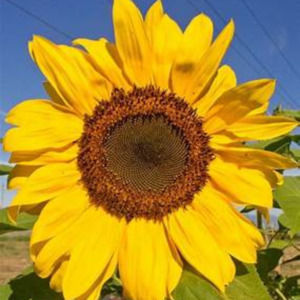 Meet your Posher, Addison